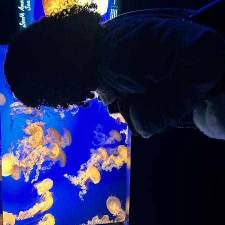 AJ looking at the jellyfish at the Henry Doorly Zoo. 