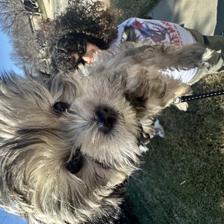 Lucy our dog as a puppy in 0.5